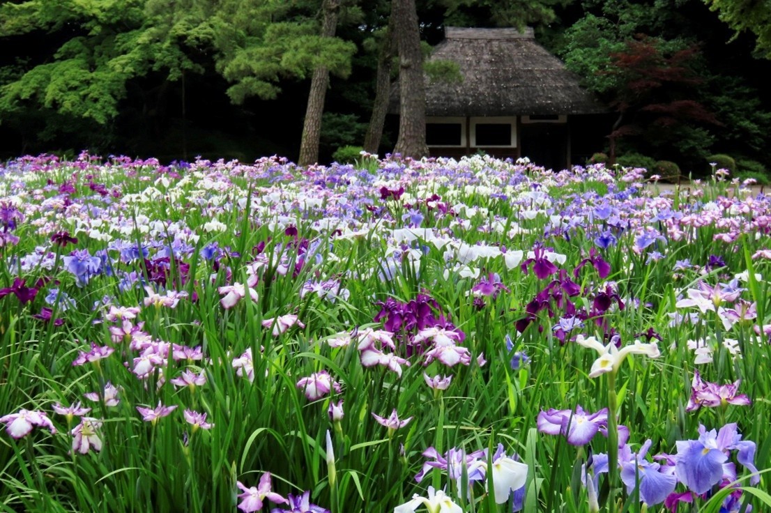 小石川後楽園の写真
