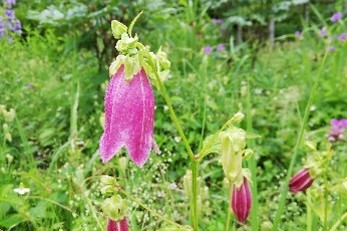 向島百花園の写真